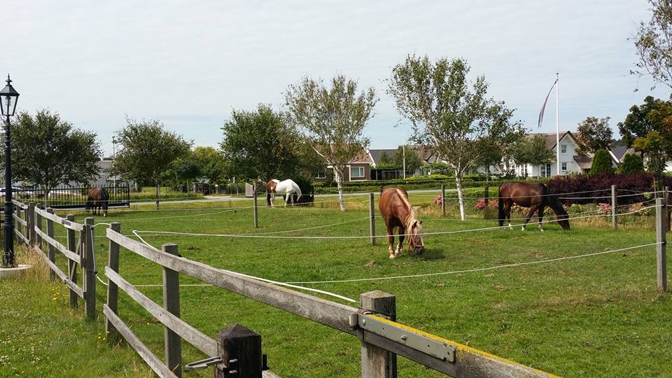 manege paardjes grazen